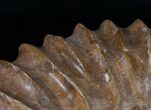 Large ( Wide) Mantelliceras Ammonite #6402-3
